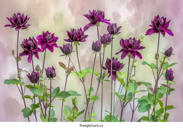 A Group of Black Columbines