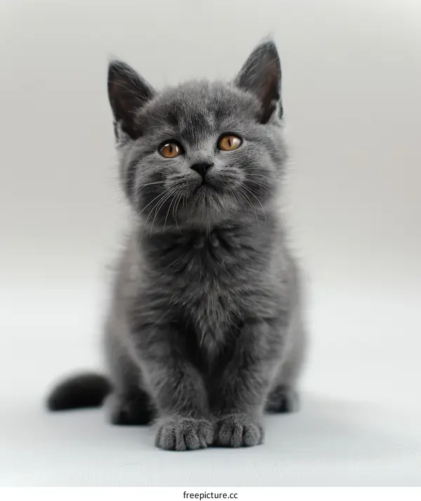 A cute gray kitten is sitting on a white table