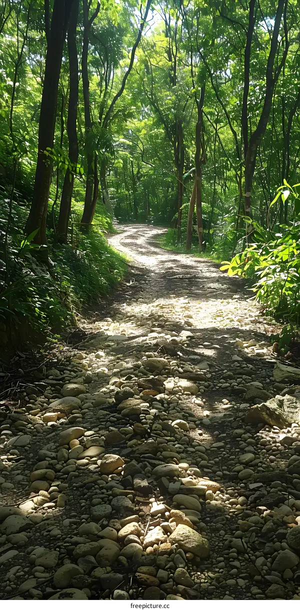 The stone path in the middle of the forest