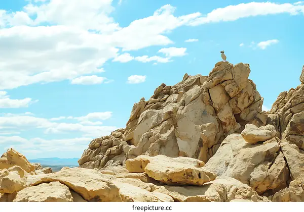 Bird on Top of a Mountain