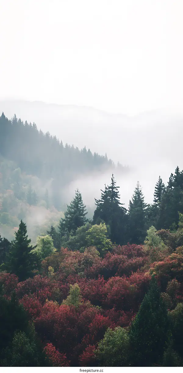 Misty Forest Landscape With Foggy Mountain