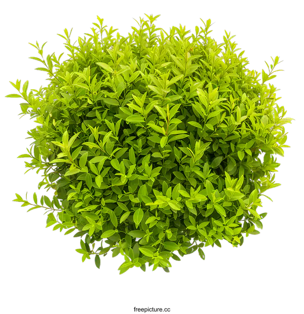 [Transparent Background PNG]Green Bush on White Background