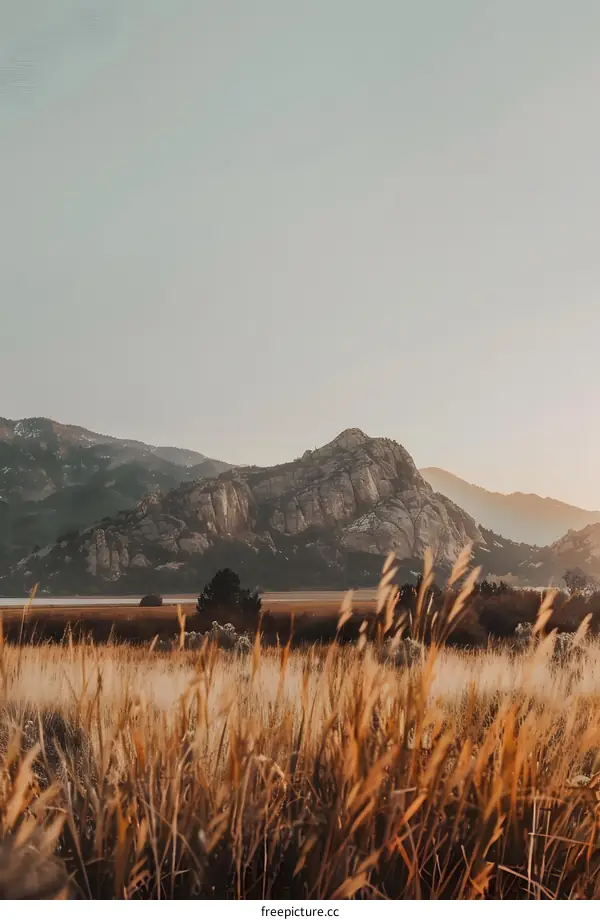 Golden Grass Field With Mountains in the Background
