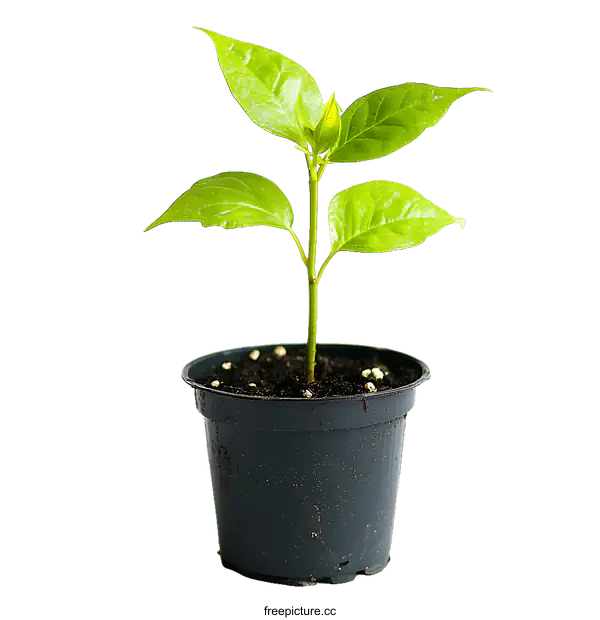 [Transparent Background PNG]Young Plant in a Black Pot
