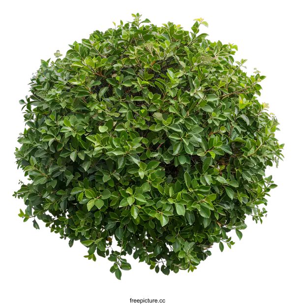 [Transparent Background PNG]Green Bush Isolated on White Background