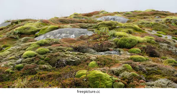 Green Moss Covering Rocky Terrain