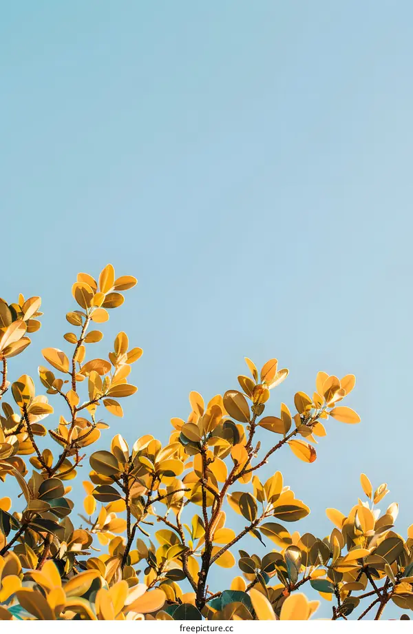 Yellow Green Leaves Against Blue Sky