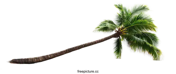 [Transparent Background PNG]Leaning Coconut Palm Tree Against White Background