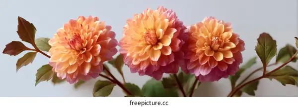 Three Beautiful Dahlias in a Soft Light
