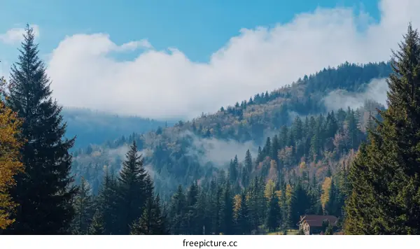Misty Mountain Forest Scenery