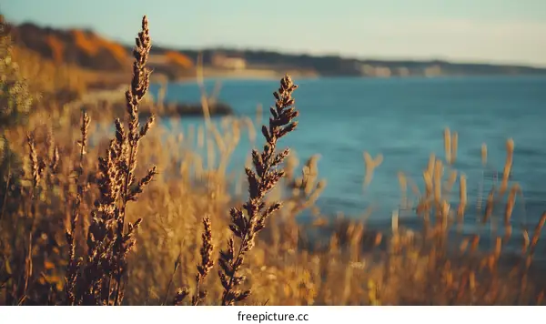 Golden Grass by the Water