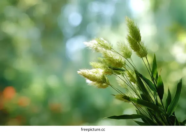 Delicate Grass in Soft Natural Light