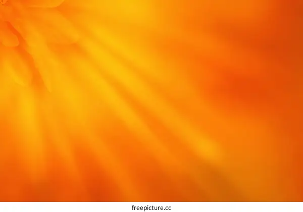 Abstract Orange Flower Petal Detail