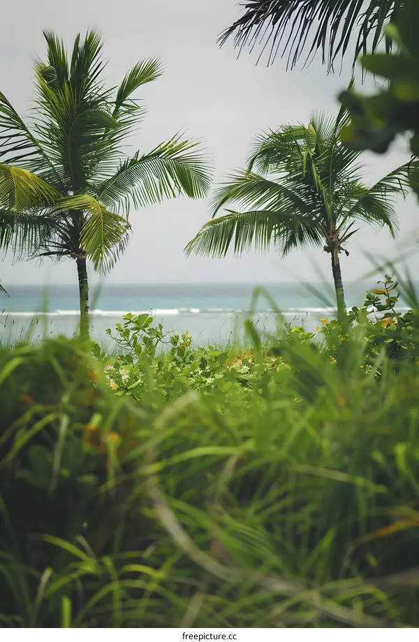 Palm Trees Overlooking the Ocean