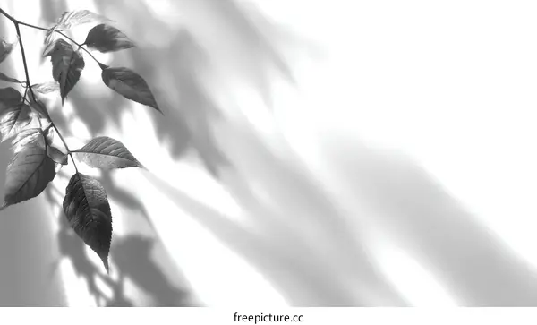 Abstract Gray Scale Leaves Shadows on White Background