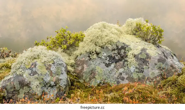 Close Up of Lichen Covered Rocks in Fog