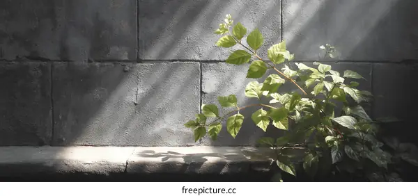 Sunlight Filtering Through Concrete Wall With Greenery