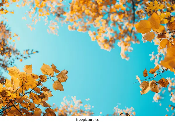 Autumn Leaves Against A Clear Blue Sky