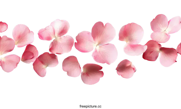 [Transparent Background PNG]Delicate Rose Petals Arrangement on White Background
