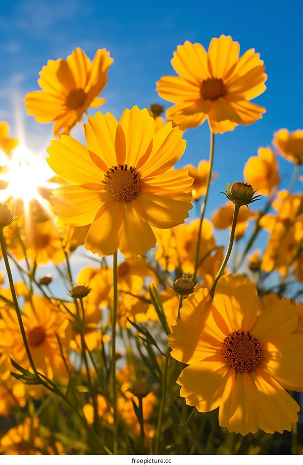 Yellow flowers in a field with the sun shining