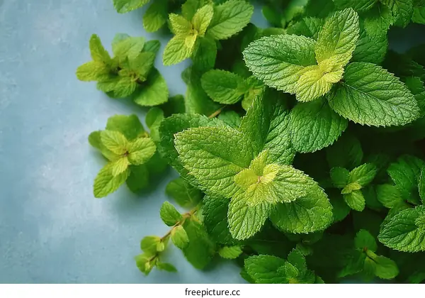 Fresh Mint Leaves Close-up on a Light Blue Surface