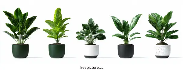 Indoor Plants in Modern Pots - Home Decor