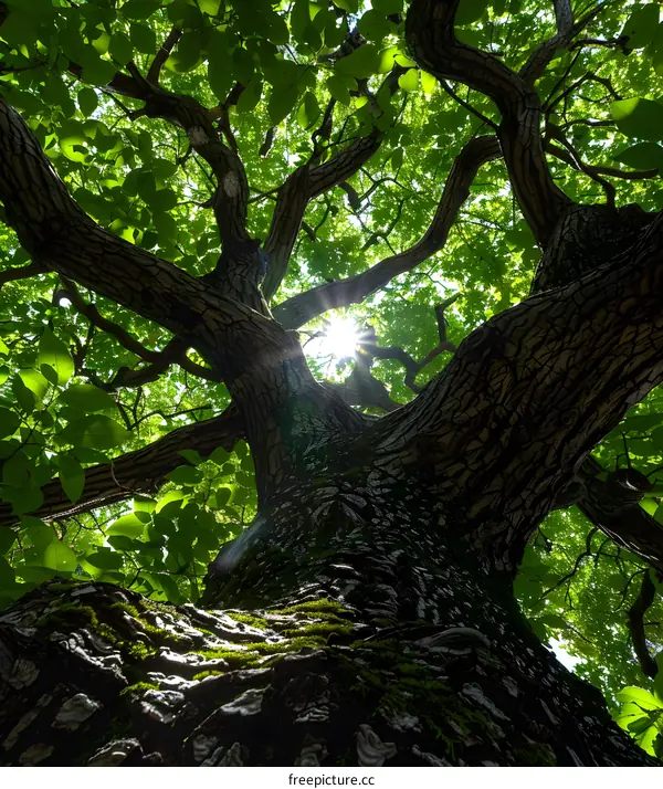 Sun shining through the branches of a tree
