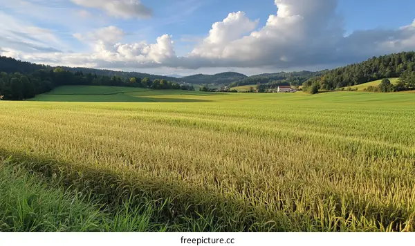 Rural Landscape with Golden Field and Blue Sky