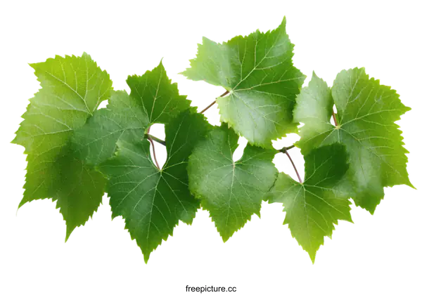 [Transparent Background PNG]Fresh Green Grapevine Leaves Close Up