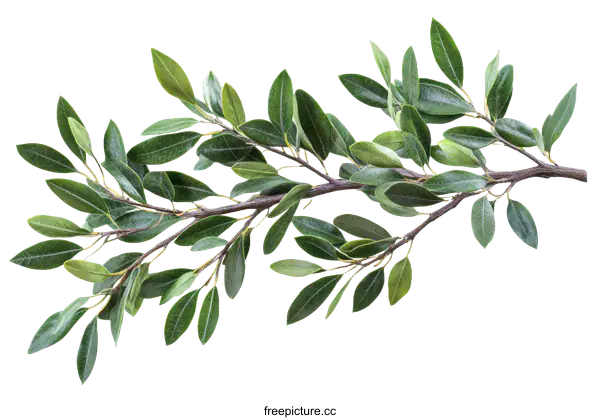[Transparent Background PNG]Beautiful Green Leaf Branch Illustration