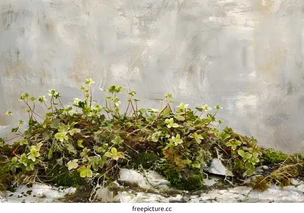 Green Plants Growing on a Stone Wall