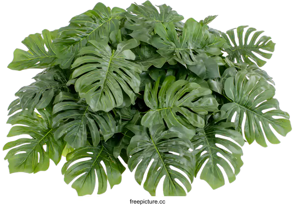[Transparent Background PNG]Tropical Leaves Green Monstera Plant Isolated on White Background
