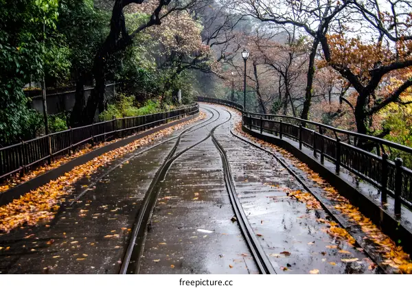Winding Road Through Forest in Autumn Rain