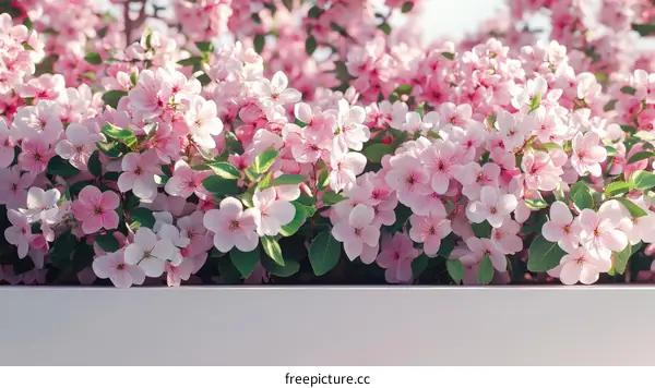 Spring Blossoms in a Planter