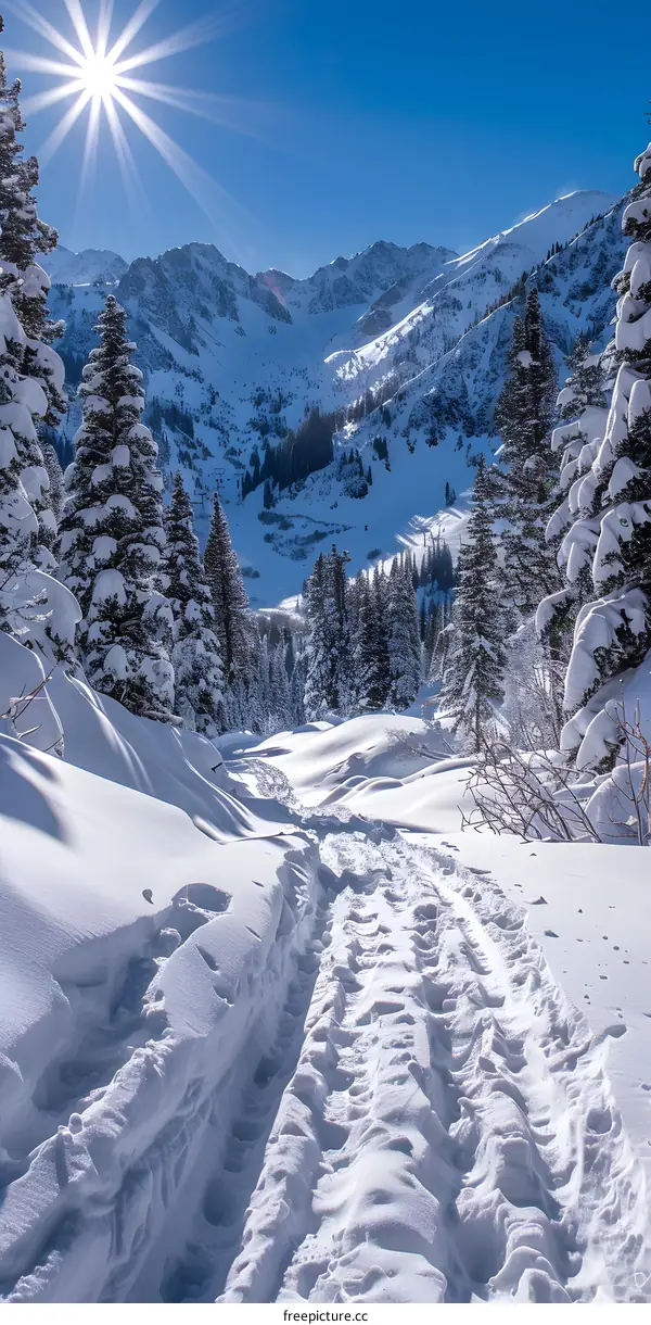Snowy Path Through a Winter Wonderland