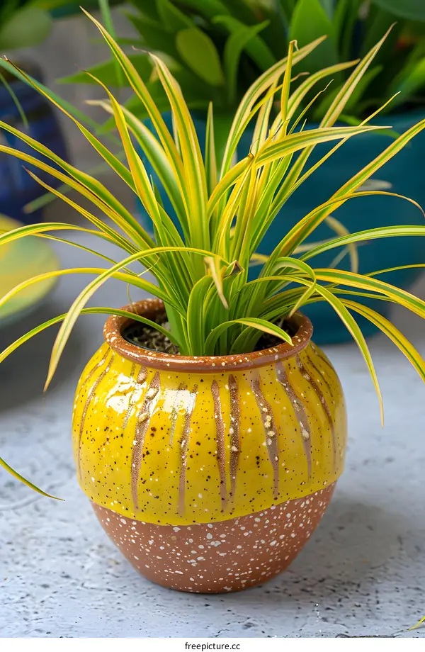 Yellow Striped Potted Plant With Green Leaves