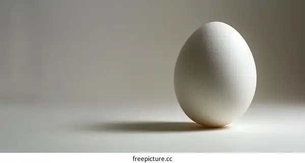 A white egg is placed on a white table against a pale grey background.