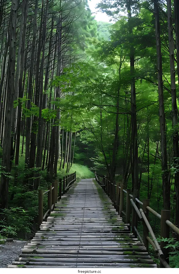 Wooden Path Through Green Forest
