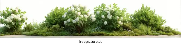 Beautiful Garden Landscape with White Flowers