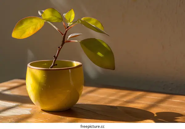 Green Plant in a Yellow Pot on a Wooden Table