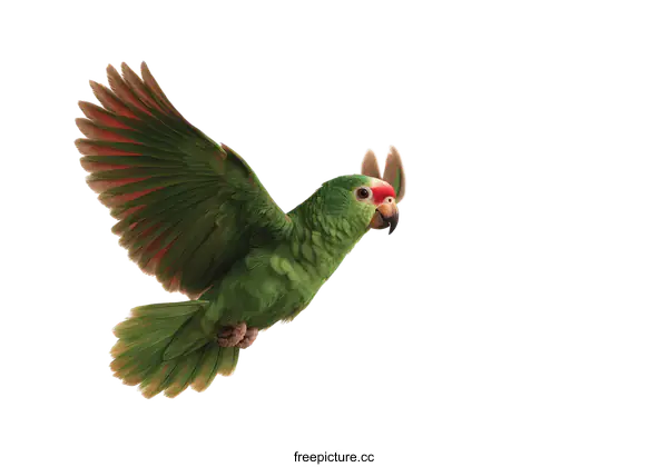 [Transparent Background PNG]Green Parrot in Flight