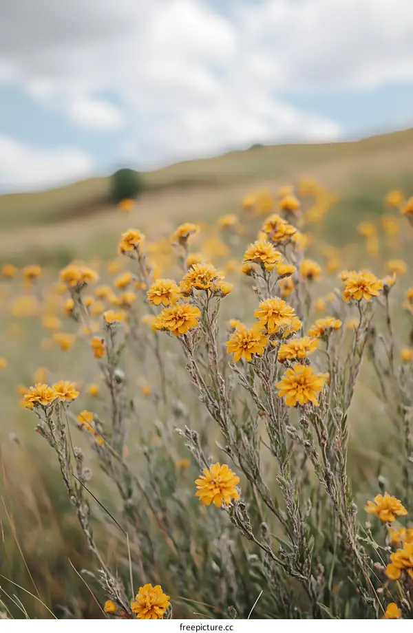 Yellow Wildflowers In Meadow With Blue Sky