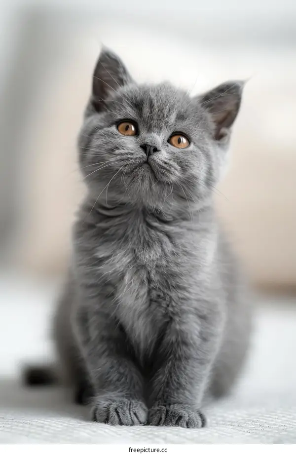 A cute gray kitten is sitting on the floor and looking up