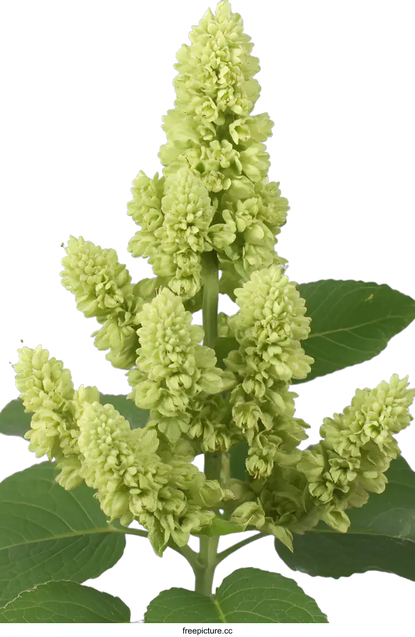 [Transparent Background PNG]Green Flower Bud of Plant Against White Background