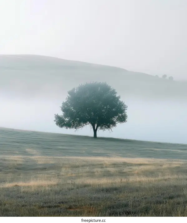 Solitary Tree in a Foggy Field