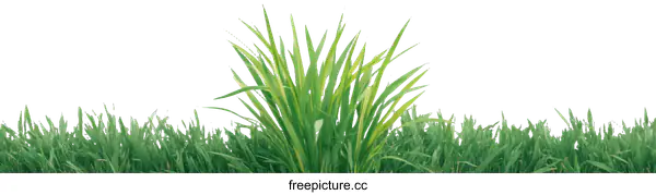 [Transparent Background PNG]Fresh Green Grass Background Image