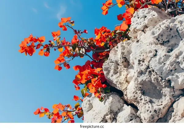 Red Flowers Growing on a White Rock Wall Against a Blue Sky
