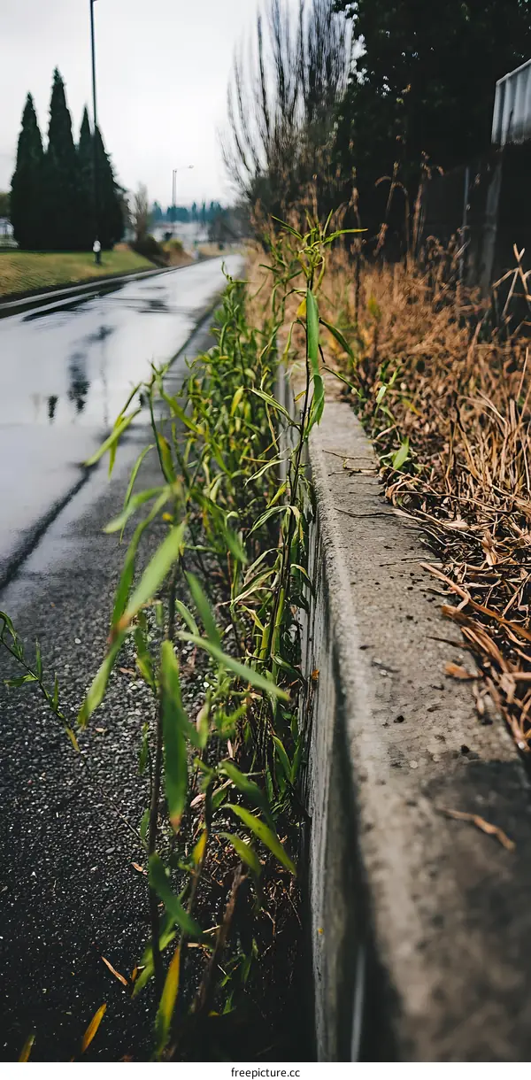 Green Plants Growing Beside A Concrete Wall