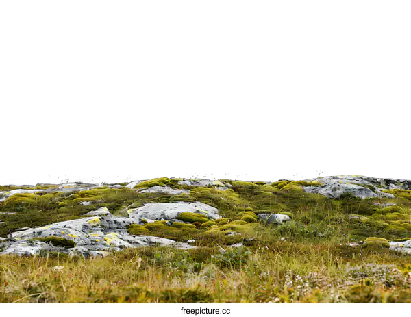 [Transparent Background PNG]Green Grass and Rocks Isolated On White Background