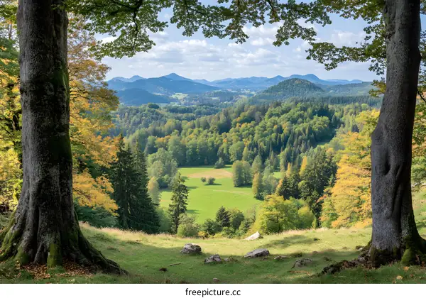 Scenic View of a Lush Valley Surrounded by Trees and Mountains